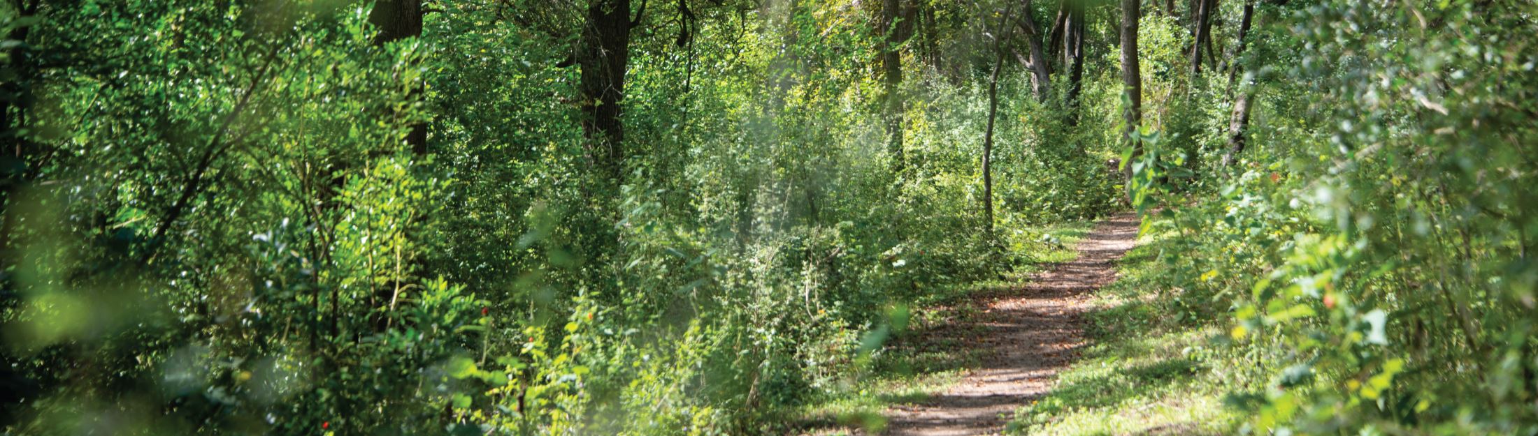 The Dry Comal Creek on a sunny day with lots of green foliage