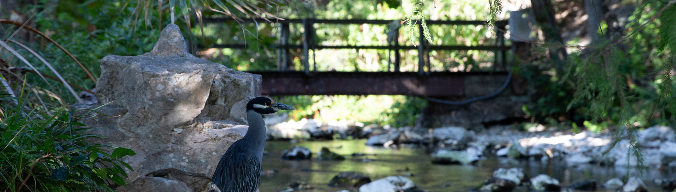 Bird standing in the water in Landa Park